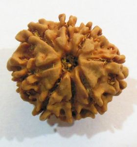 8 Mukhi Rudraksh