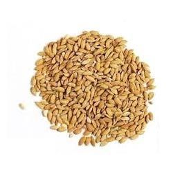 paddy grain