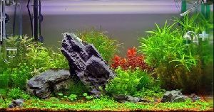 Aquarium Live Plant