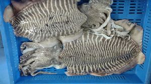 Frozen Cuttlefish