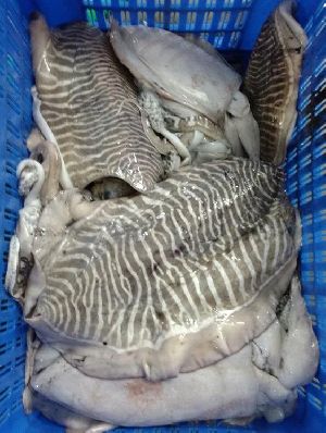 Frozen Cuttlefish