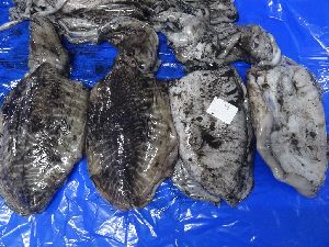 Frozen Cuttlefish