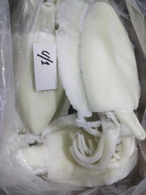 Frozen Cuttlefish
