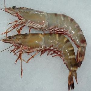 Frozen Black Tiger Shrimp
