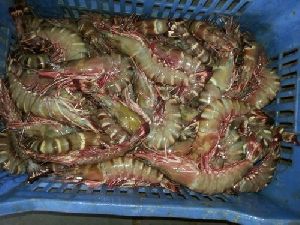 Frozen Black Tiger Shrimp