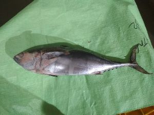 Frozen Bonito Tuna Fish
