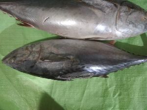 Frozen Bonito Tuna Fish