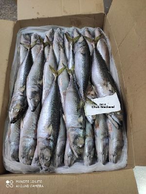 Frozen Chub Mackerel