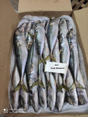 Frozen Chub Mackerel