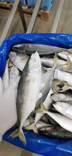 Frozen Indian Whole Mackerel