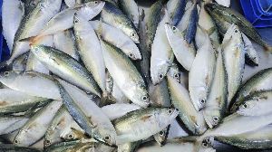 Frozen Indian Whole Mackerel