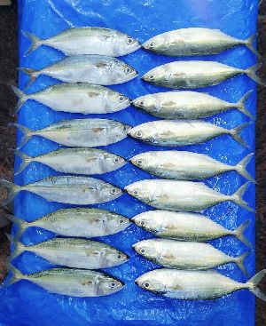 Frozen Indian Whole Mackerel