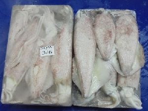 Frozen Whole Round Squid