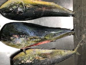 Frozen Mahi Mahi Fish