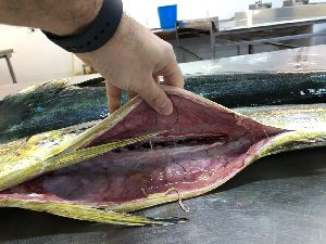 Frozen Mahi Mahi Fish