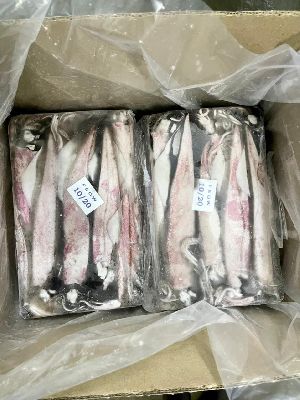 Frozen Whole Round Squid