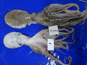 Frozen Octopus