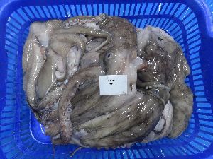 Frozen Octopus
