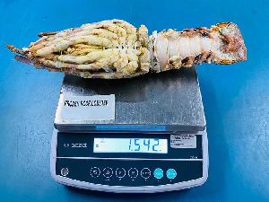 Frozen Rock Lobster