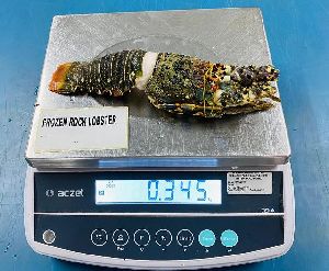Frozen Rock Lobster