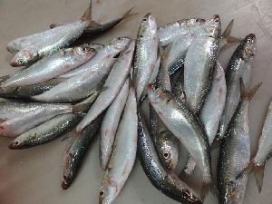 Frozen Sardine Whole Round Fish