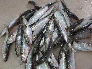 Frozen Sardine Whole Round Fish