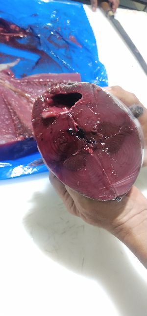 Frozen Skipjack Tuna Fish