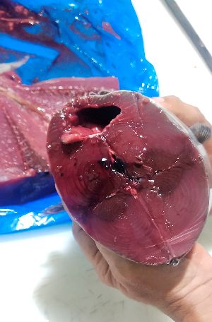 Frozen Skipjack Tuna Fish