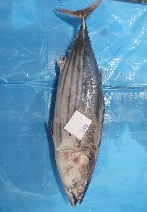 Frozen Skipjack Tuna Fish