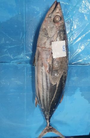 Frozen Skipjack Tuna Fish