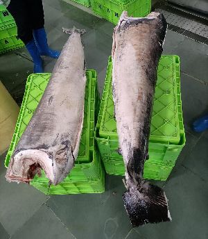 frozen swordfish