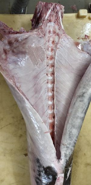 frozen swordfish