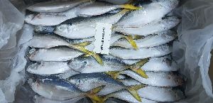 Frozen Yellow Tail Scad Fish