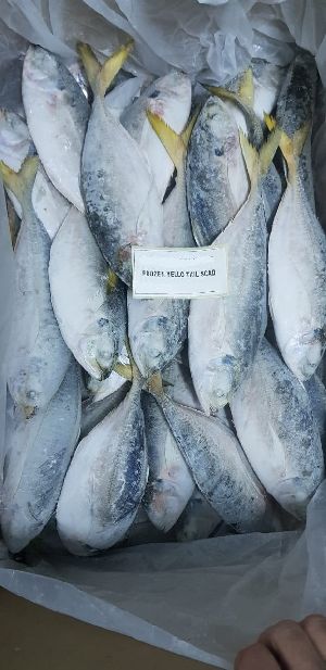 Frozen Yellow Tail Scad Fish