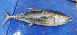 Frozen Yellow Fin Tuna Fish