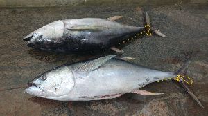 Frozen Yellow Fin Tuna Fish