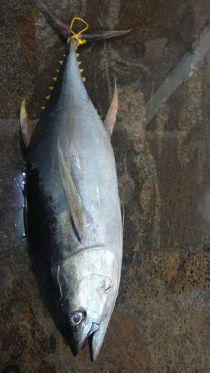 Frozen Yellow Fin Tuna Fish