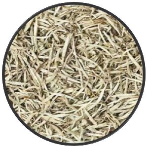 Darjeeling White Tea