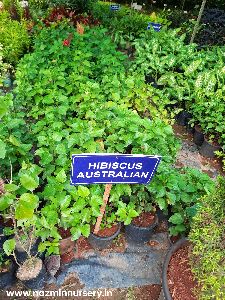 Hebicus Australian Plant