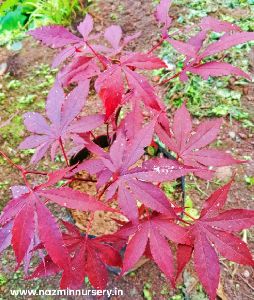 Red Japanese Maple Plant
