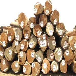 Teak Wood Logs