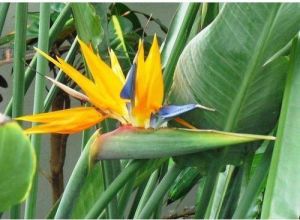 bird of paradise flower