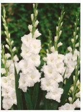 White Gladiolus Flower