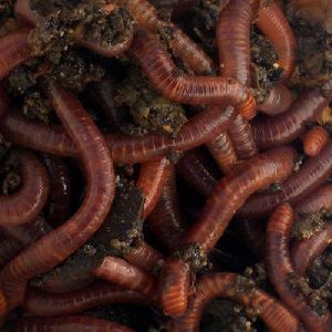 Agriculture Earthworm