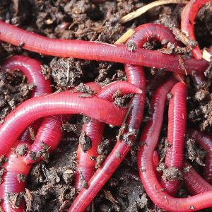 Vermicompost Red Worms