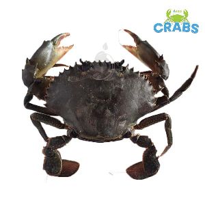 Green Mud crab, Scylla Serrata (Green local)