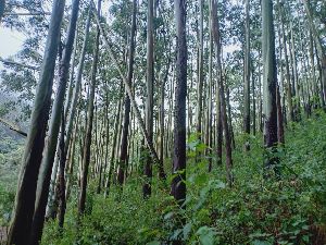 eucalyptus wood Log