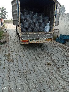 button mushroom casing soil