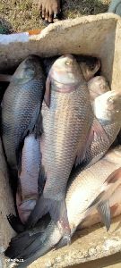 Fresh Rohu Fish