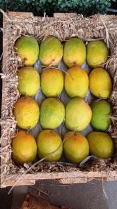 Ratnagiri hapus mango .